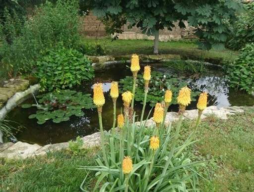 Rustic pond edge with Kniphofia